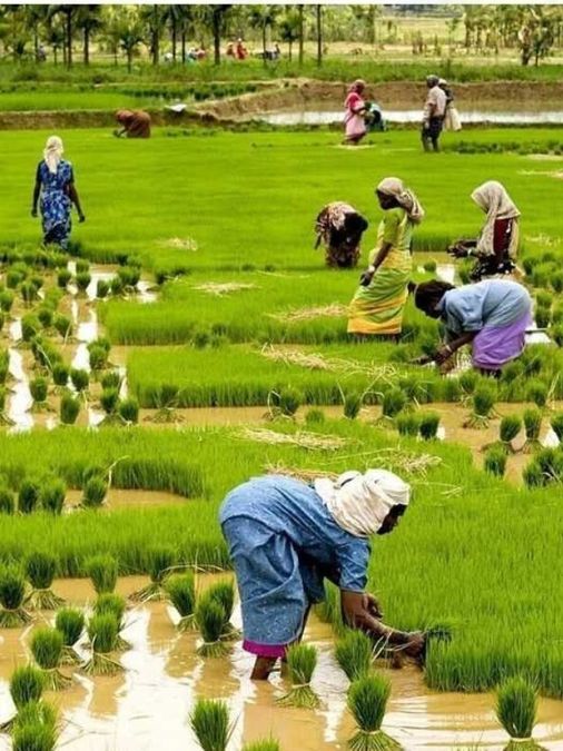 Agri-Recruitment Process